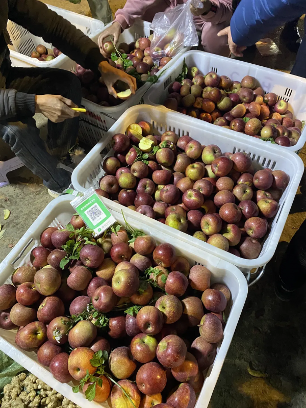 雲南紅河蒙自，大樹寨夜市