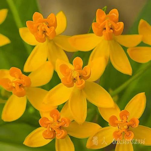 馬利筋&mdash;&mdash;花開有時（15）