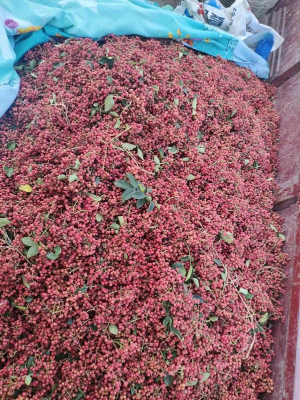 今年果農蘋果樹挖了,該種植什麼?我來告訴你 今年果農蘋果樹挖了,該種植什麼?我來告訴你