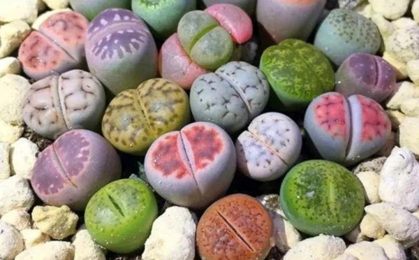 養蛻皮中的石生花,做好這4件事,才是名副其實的“富貴玉” 養蛻皮中的石生花,做好這4件事,才是名副其實的“富貴玉”