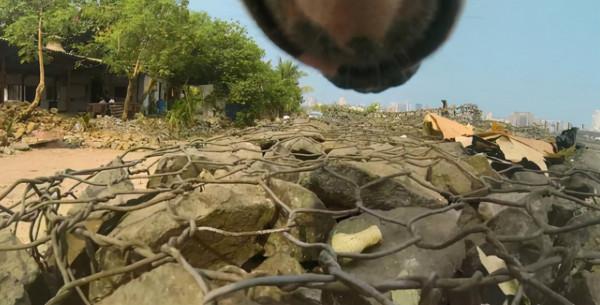 在流浪狗身上裝監控,記錄了汪的普通的一天,看完讓人心疼了 在流浪狗身上裝監控,記錄了汪的普通的一天,看完讓人心疼了