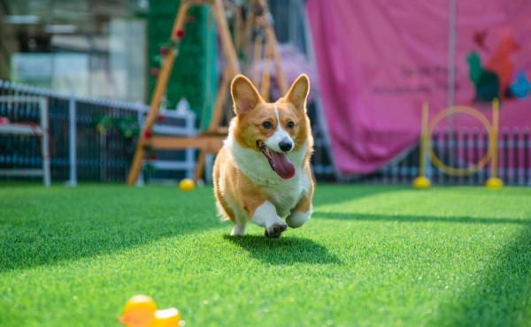 這4種狗狗被拋棄就沒“活路”了,說的可能是你家狗 這4種狗狗被拋棄就沒“活路”了,說的可能是你家狗