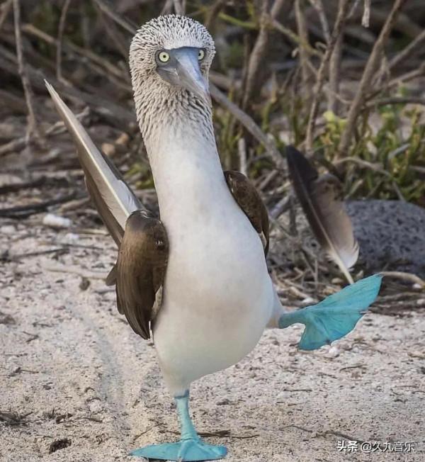 自然界最古靈精怪的精靈