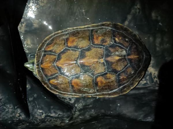 頂漂數次皆不中，精彩的瞬間是三抄網