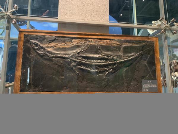 遊～山西地質博物館