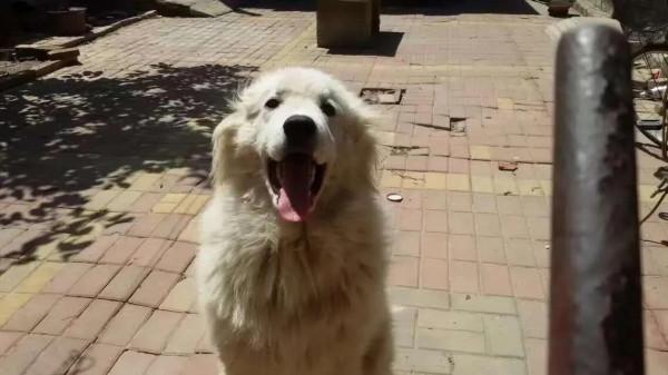 我的養狗史 我的養狗史