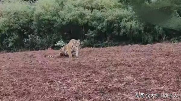 300斤東北虎被邊檢民警嚇跑2次！深山遇猛虎，3招叫老虎乖乖回家