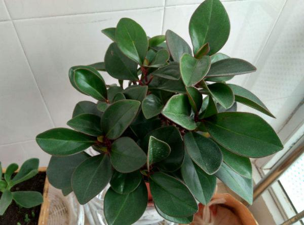 同樣在養豆瓣綠，鄰居養成老樁，憑什麼我的葉子就是發黃？