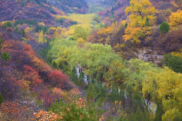 &OpenCurlyDoubleQuote;美日一景&CenterDot;井陘美&rdquo; &vert; 秋染霜林醉！