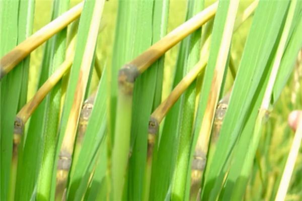 水稻稻瘟病的嚴重性都來看看，防治不好減產不少