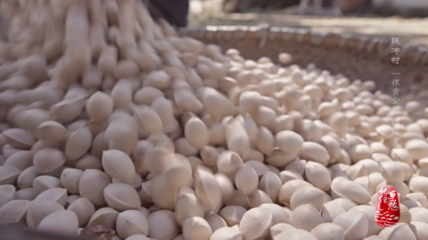 銀杏樹下的生活什麼樣？來&OpenCurlyDoubleQuote;中華銀杏第一村&rdquo;瞧瞧