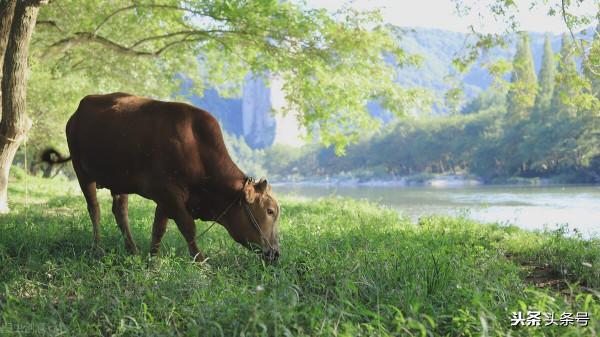 民間故事，老牛護主，