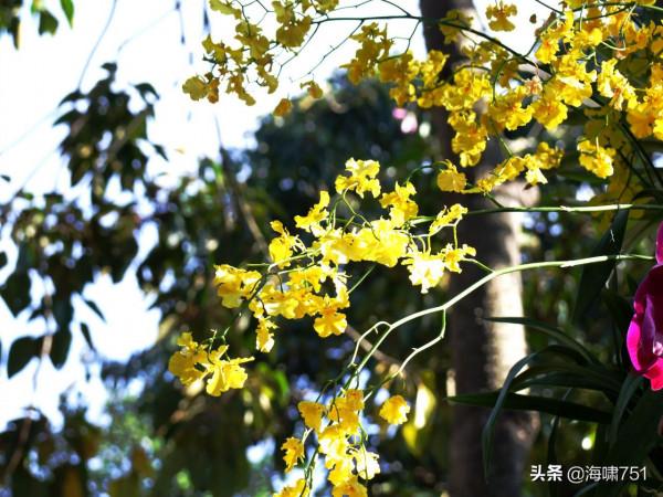 花中極品蝴蝶蘭 花中極品蝴蝶蘭