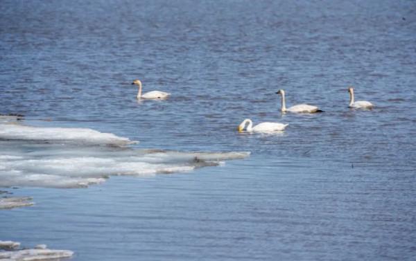 水鏡波光鴻影飛——阿旗沙壩天鵝掠影 水鏡波光鴻影飛——阿旗沙壩天鵝掠影