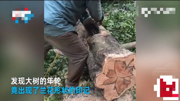 100億?越南木匠鋸“鱷魚樹”驚現蘭花印!如何形成?為何這麼貴 100億?越南木匠鋸“鱷魚樹”驚現蘭花印!如何形成?為何這麼貴