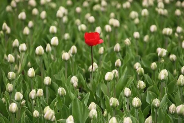 畫境烏克蘭，歷史亦悠遠。曾物阜民豐，惜故國不堪