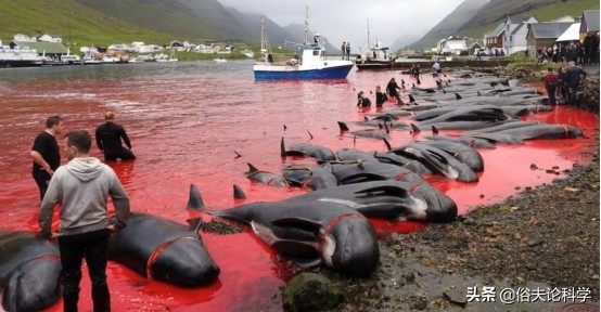 法羅群島獵殺上千只海豚,血液染紅海水,為何捕鯨難被禁止? 法羅群島獵殺上千只海豚,血液染紅海水,為何捕鯨難被禁止?