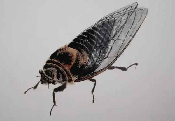 齊白石筆下的飛蟲,精細之極 齊白石筆下的飛蟲,精細之極