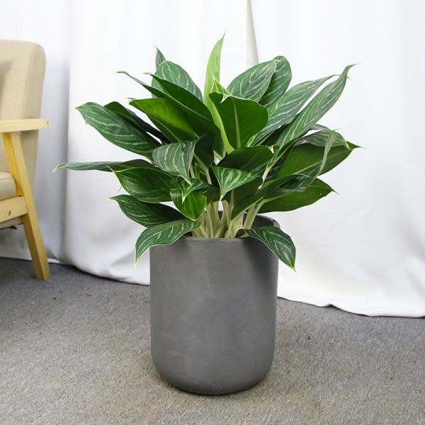 100種觀葉綠植,50種大型的,50種小型的,家裡沒有陽光也能養 100種觀葉綠植,50種大型的,50種小型的,家裡沒有陽光也能養