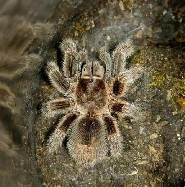 “蠱”究竟指的是什麼？為什麼歷朝律法對養蠱的處罰如此嚴厲？