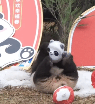 熊貓寶寶與冰墩墩同框！網友：連熊貓寶寶都實現一熊一墩了，我呢？