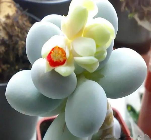 盤點盤點多肉界的“美人”們，個個顏值爆表，你養過哪幾種？