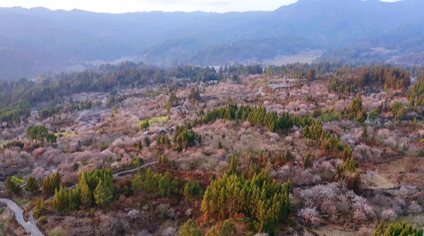 冬日騰衝,方圓十里有花香 冬日騰衝,方圓十里有花香