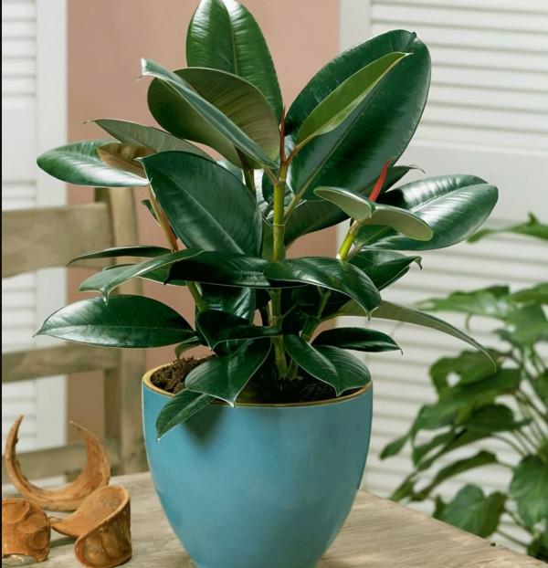 人養花,花亦養人!家居盆花20種,漂亮又實用,總有一款你喜歡 人養花,花亦養人!家居盆花20種,漂亮又實用,總有一款你喜歡