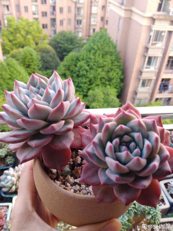 2021年流行的19種多肉,3塊錢能買一堆,種土裡明年“小崽爆盆” 2021年流行的19種多肉,3塊錢能買一堆,種土裡明年“小崽爆盆”