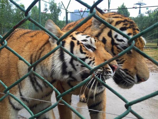 當年放養到非洲大草原的兩隻華南虎，它們後來怎麼樣了？