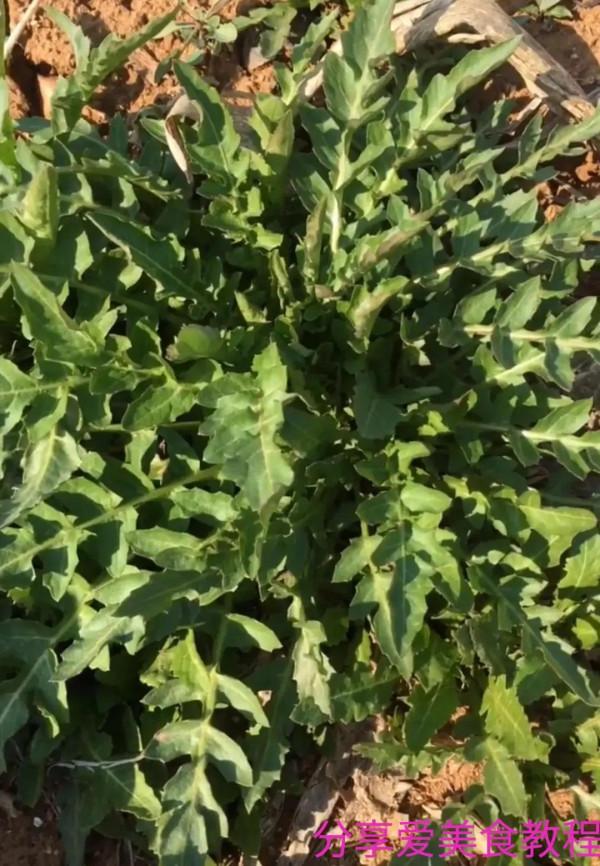 春天要養生，立春後吃的食物，保護腸胃，吃了年輕