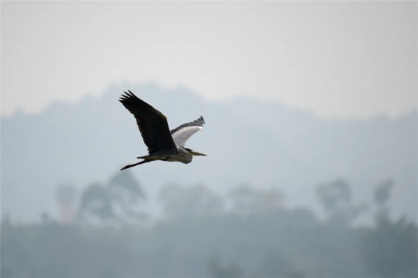 40+張大片!帶你領略這裡的“鳥禽圖鑑”! 40+張大片!帶你領略這裡的“鳥禽圖鑑”!