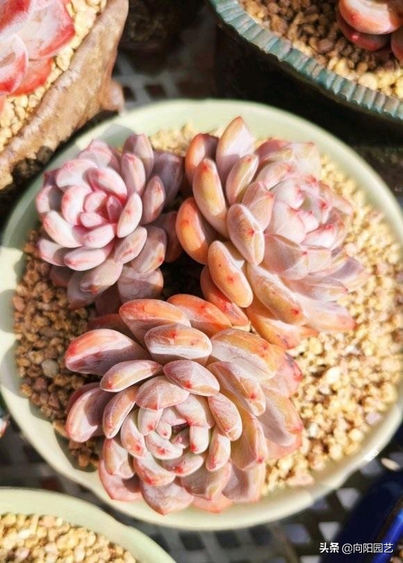 選多肉,這4個品種很不錯,適合新手入手,容易養護不爛根 選多肉,這4個品種很不錯,適合新手入手,容易養護不爛根