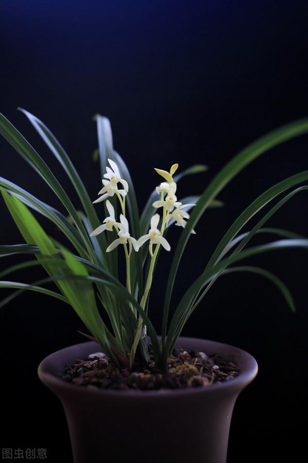 建蘭還不長花苞？催花方法教給你，爆盆變得很簡單