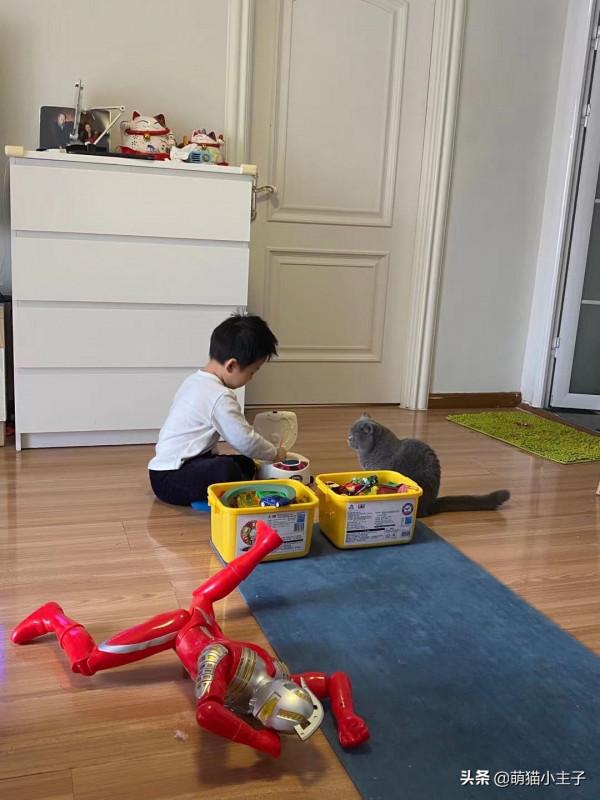 在貓咖替貓贖身 在貓咖替貓贖身