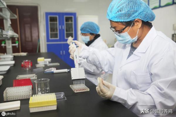 今冬日本第6次爆發！禽流感有大流行趨勢？家禽養殖戶如何應對