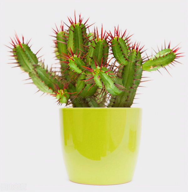 一花一世界、一佛一如來、失眠睡不好，選棵氧氣花 香豔又安神