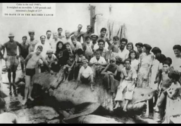 盤點那些巨型大白鯊（下）