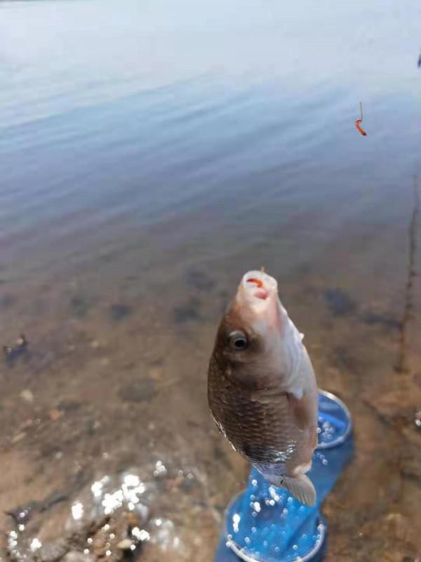 最近釣魚圈流行了無敵小軟尾,我說說我的不成熟的看法 最近釣魚圈流行了無敵小軟尾,我說說我的不成熟的看法