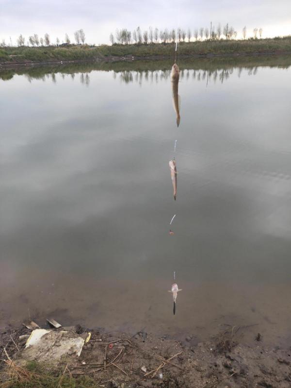 這種魚,你們那裡叫啥名? 這種魚,你們那裡叫啥名?