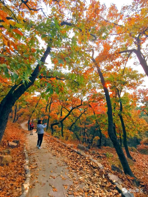 週末好去處，賞秋網紅打卡地！