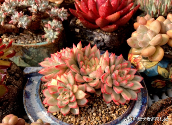 環境不好養多肉用大盆？是想一年四季對著一片“青菜”？快換盆吧