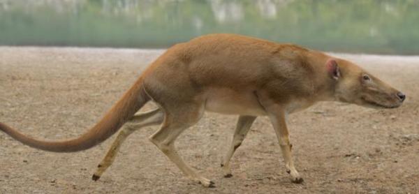 鯨魚：海爬走了，輪到我整活兒了，鯊魚你給我等著