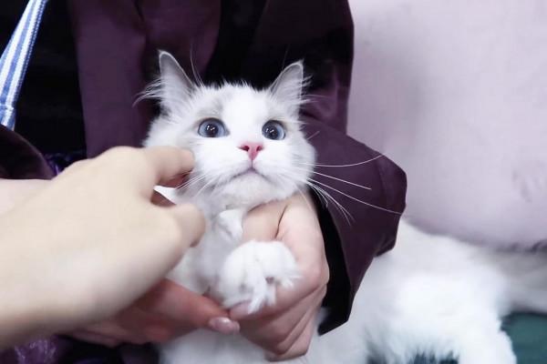 2015年,14只貓被惡主反鎖屋中互相殘食,開啟門後宛如地獄景象 2015年,14只貓被惡主反鎖屋中互相殘食,開啟門後宛如地獄景象