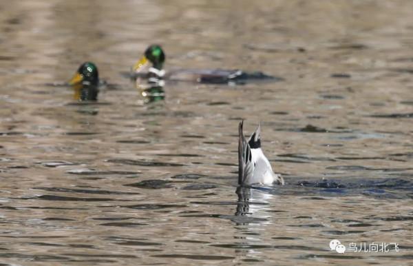 觀鳥之樂，就在於看鳥之樂