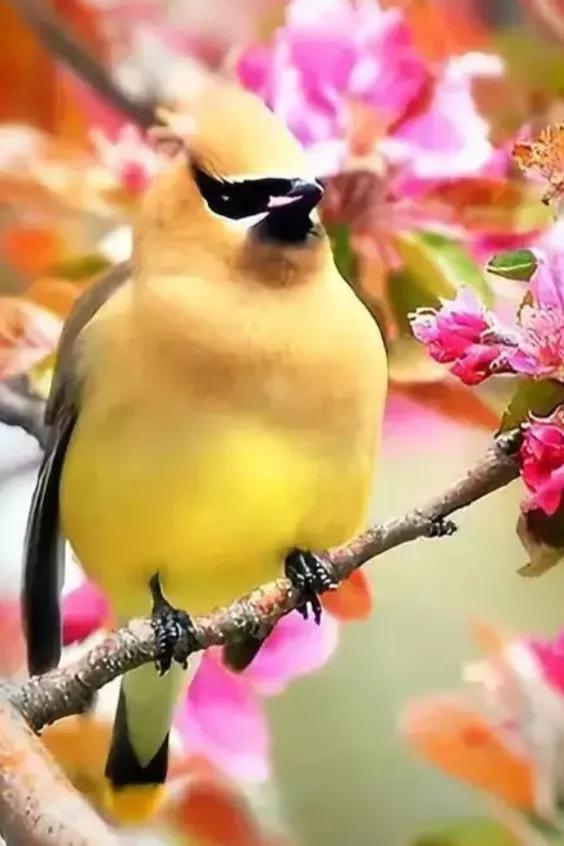 分享&mdash;&mdash;天生麗質的鳥兒