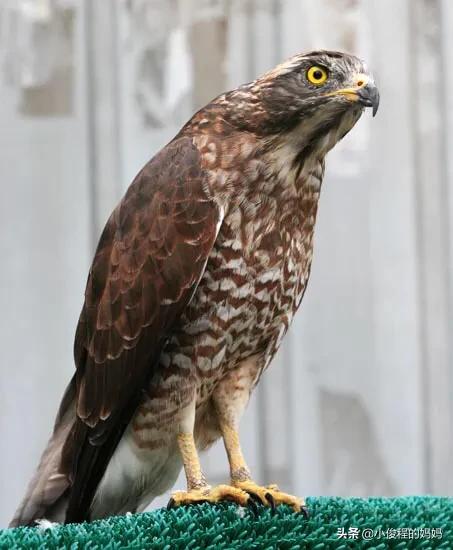 體型最小的猛禽——紅隼