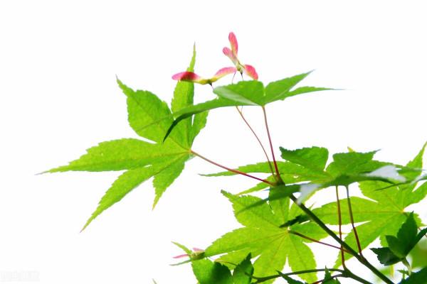 小難旁觀大難共擔—放手試試看之養而不育(2) 小難旁觀大難共擔—放手試試看之養而不育(2)