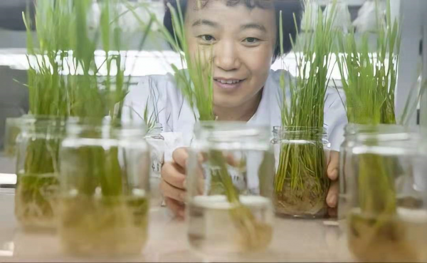 唐曉豔：獨家技術研發&OpenCurlyDoubleQuote;潔田稻&rdquo;，讓稻田雜草不生，且不傷秧苗