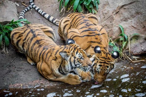 虎年縱覽老虎圖片、話老虎